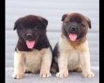 Američka Akita, novo leglo